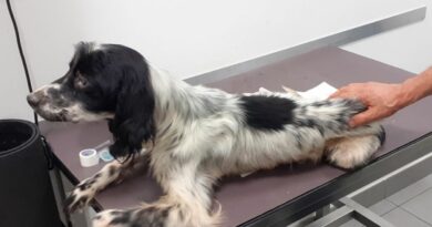 “Se affamato caccia meglio”: salvato un Setter ridotto in fin di vita