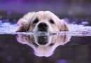 Perché le correnti d’acqua sono pericolose per i nostri cani.