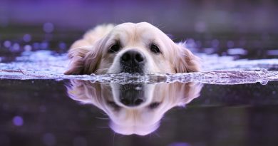 Perché le correnti d’acqua sono pericolose per i nostri cani.