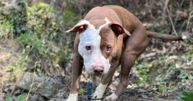 Il Pit Bull è una razza e vi spiego il perché. Oltre i preconcetti.