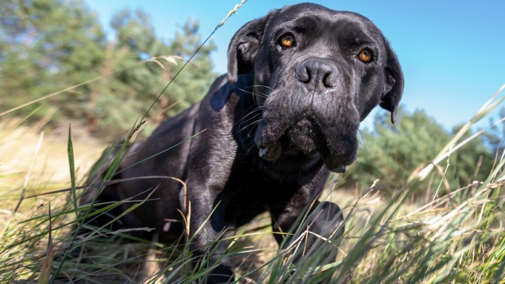 The Dog Daddy, l’addestratore star di TikTok arriva in Italia Non c’è nessuna spiegazione, motivo o ragione etologica ad utilizzare la violenza per educare un cane o ancor più riabilitarlo.