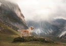 Cani, fotografia e passione: L’arte di Simone Luca premiato dalla World Dog Press Association