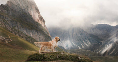 Cani, fotografia e passione: L’arte di Simone Luca premiato dalla World Dog Press Association