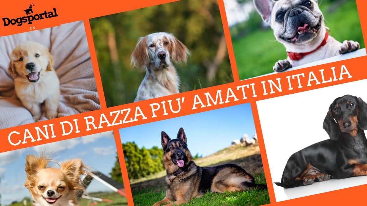Cane Razza La classifica dei cani di razza più amati dagli italiani e in Europa ...