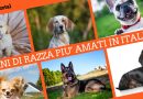 La classifica dei cani di razza più amati dagli italiani e in Europa. Ecco quali sono!