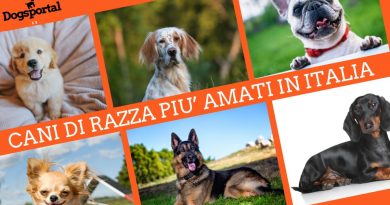 La classifica dei cani di razza più amati dagli italiani e in Europa. Ecco quali sono!