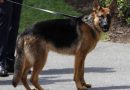 Il pastore tedesco nella Casa Bianca: sfide e complicazioni in uno spazio non adatto alla natura protettiva della razza.