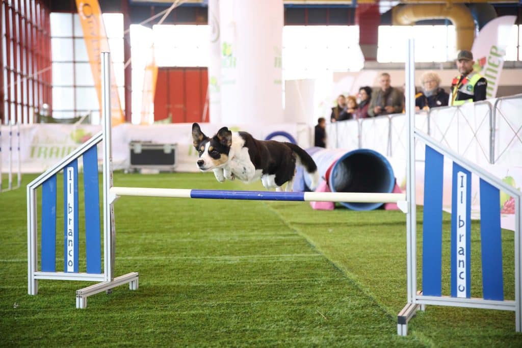Quattrozampeinfiera a Torino LingottoFiere il 18 e 19 novembre.