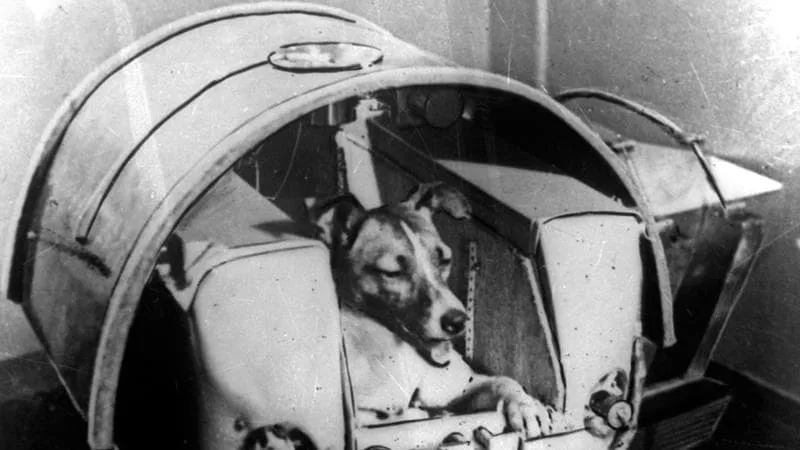 Laika il primo essere vivente ad andare nello spazio. Un cane