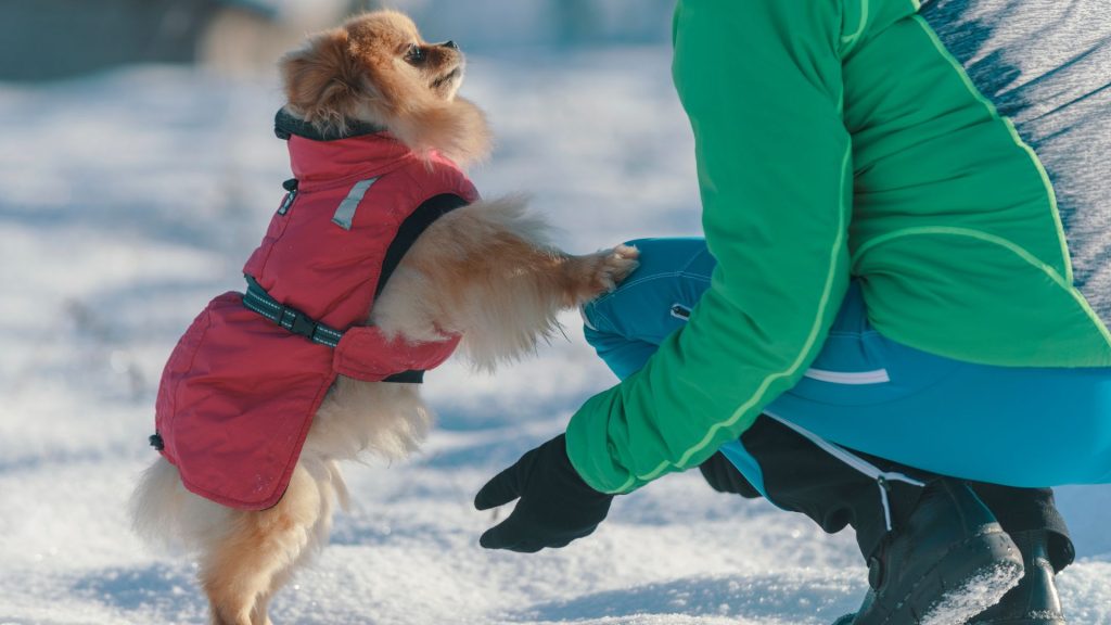 Come scegliere il cappottino per i nostri cani