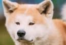 Akita: carattere, storia e come convivere con il cane dei samurai
