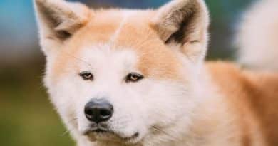 Akita: carattere, storia e come convivere con il cane dei samurai