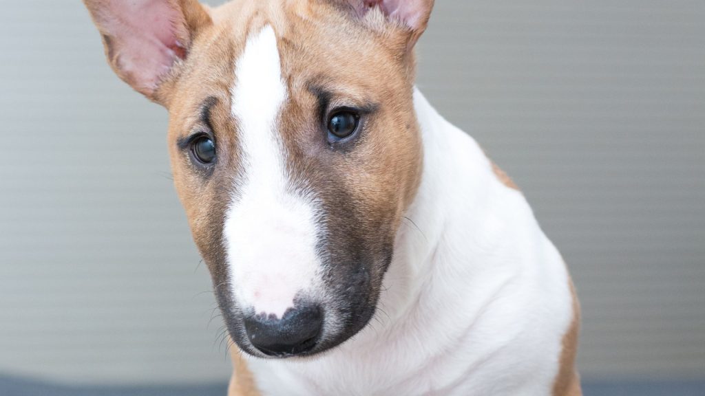 Il Bull Terrier è un cane molto delicato ed è importante saperlo prima.