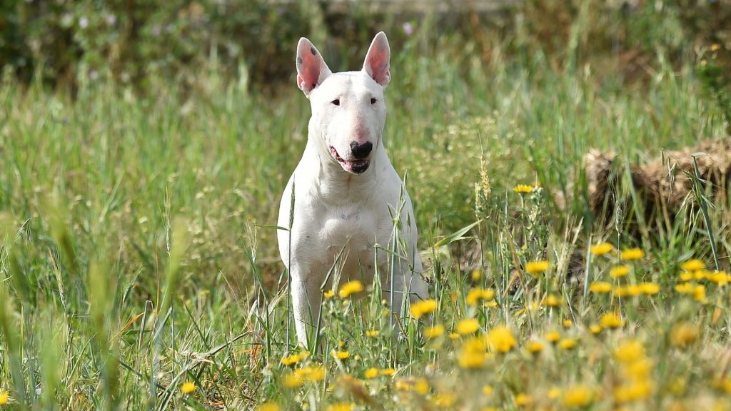 Cosa sapere prima di scegliere di vivere con un Bull Terrier?