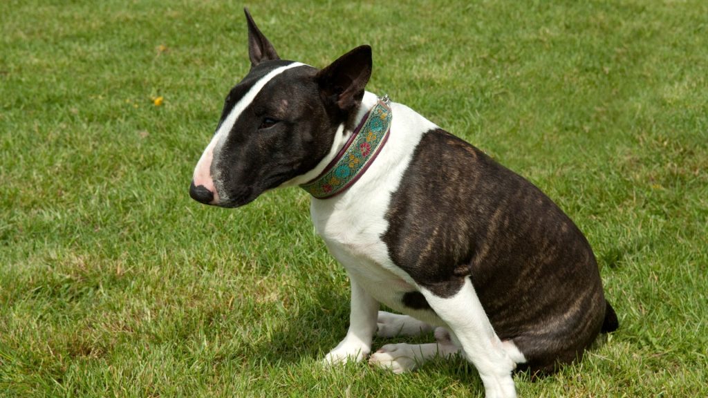 Quali sono le caratteristiche fisiche di questo cane dall'aspetto così particolare?