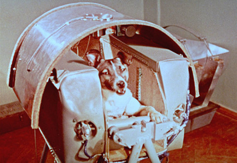 Laika il primo essere vivente ad andare nello spazio. Un cane