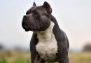 American Bully: tutto quello che devi sapere sulle 4 taglie e sul carattere.