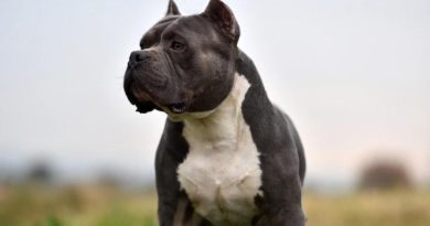 American Bully: tutto quello che devi sapere sulle 4 taglie e sul carattere.