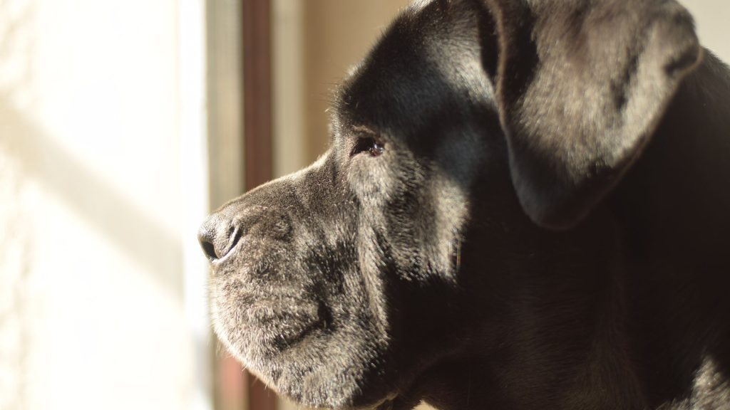 cane corso italiano