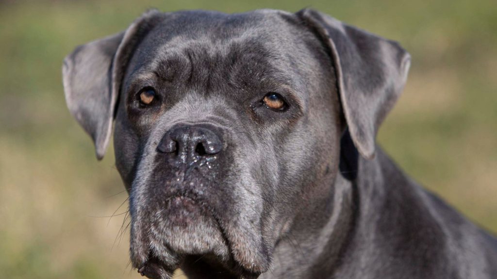 Il cane corso che tipo di cane è