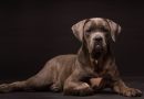 Cane Corso: storia e origini del cane delle legioni romane