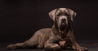 Cane Corso: storia e origini del cane delle legioni romane