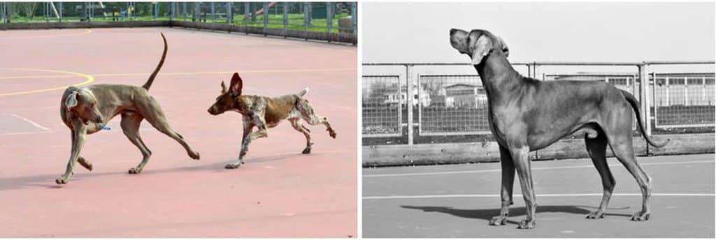 carattere e aspetto del weimaraner