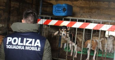 Dodici cani in ipotermia e malnutriti per allenarli a caccia. Ma si preparano così i cani?
