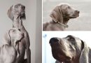 Quelli del gruppo 7: il Weimaraner