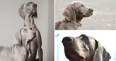 Quelli del gruppo 7: il Weimaraner