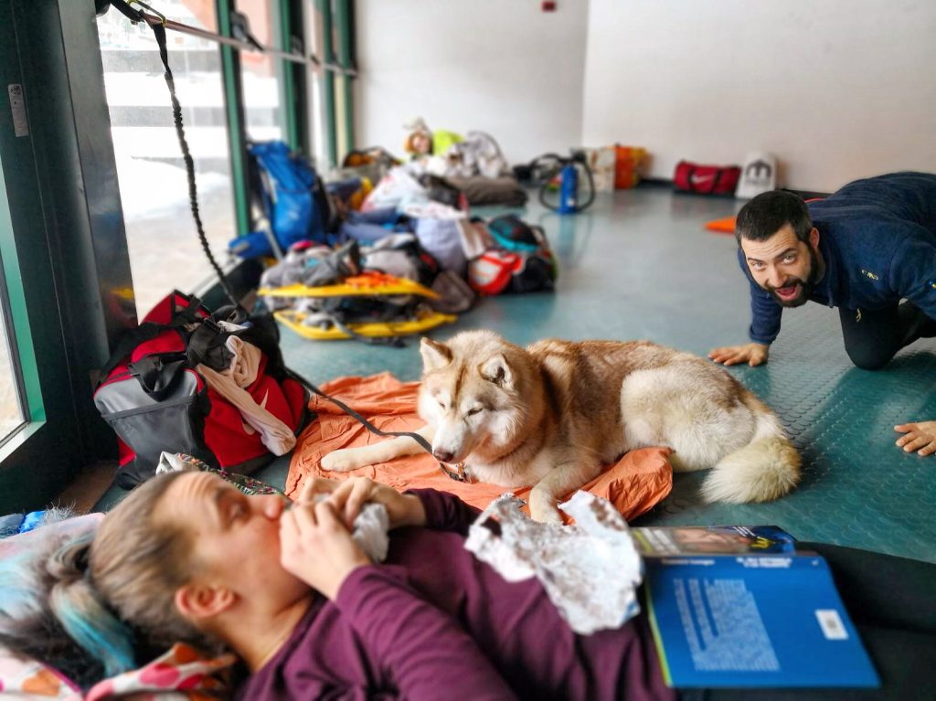 La grande corsa Bianca con i cani