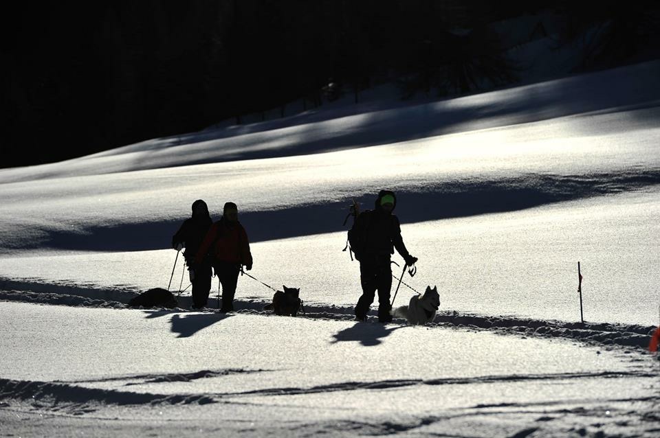 La grande corsa Bianca con i cani