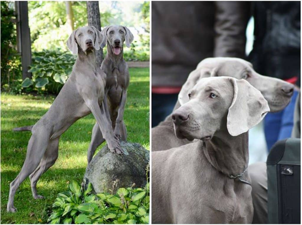 Weimaraner storia della razza