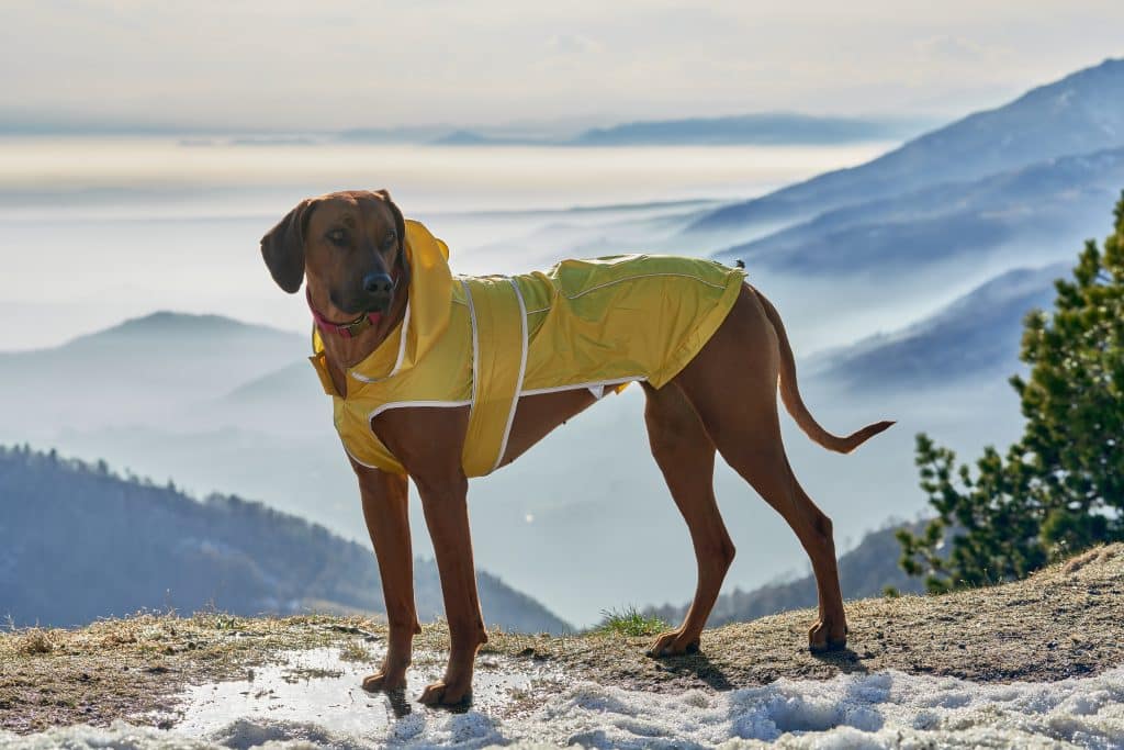 Impermeabile outdoor per il tuo cane in materiale eco sostenibile Farm Company