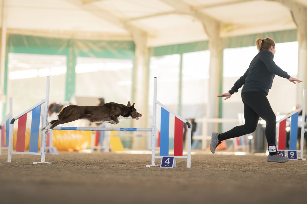 Agility Dog con Pawee il brand cinofilo preferito per gli sport cinofili