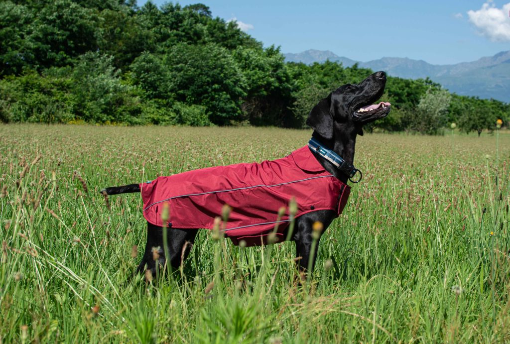 Prodotti eco sostenibili per cani, scegli Farm Company
