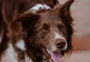 Border Collie: chi non lavora… sclera!