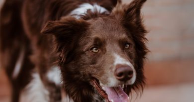 Border Collie: chi non lavora… sclera!