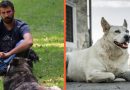 Cani liberi: ne parliamo con Michele Minunno