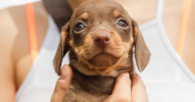 Puppy Yoga vietate. Fine della discussione.