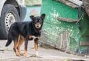 Nuove leggi sui reati contro gli animali: a che punto siamo?