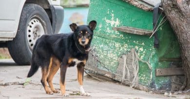 Nuove leggi sui reati contro gli animali: a che punto siamo?