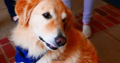Il valore terapeutico dell’animale d’affezione negli istituti penitenziari.