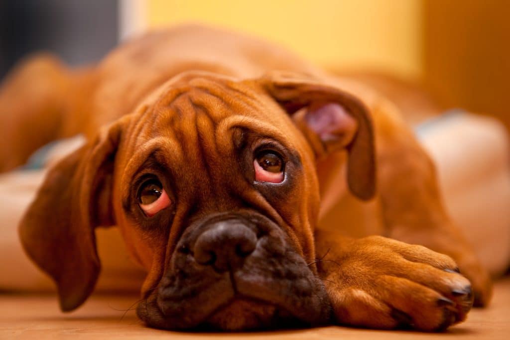 capiamo lo sguardo del cane