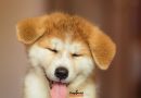 Perché le Puppy Yoga sono vietate? Intervista a Miriam Borra, fondatrice di UAM