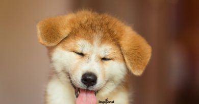 Perché le Puppy Yoga sono vietate? Intervista a Miriam Borra, fondatrice di UAM