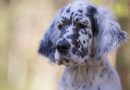Setter Inglese: implacabile cacciatore d’amore
