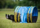 L’Hoopers in F.I.S.C: divertimento garantito per cani e conduttori