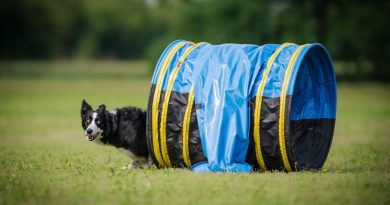 L’Hoopers in F.I.S.C: divertimento garantito per cani e conduttori
