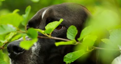 Unità cinofile per la conservazione della biodiversità: l’esperienza di LIFE Perdix